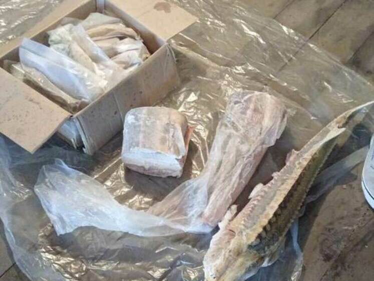 Изображение Житель Хабаровского края хранил в морозилке калугу и осетра