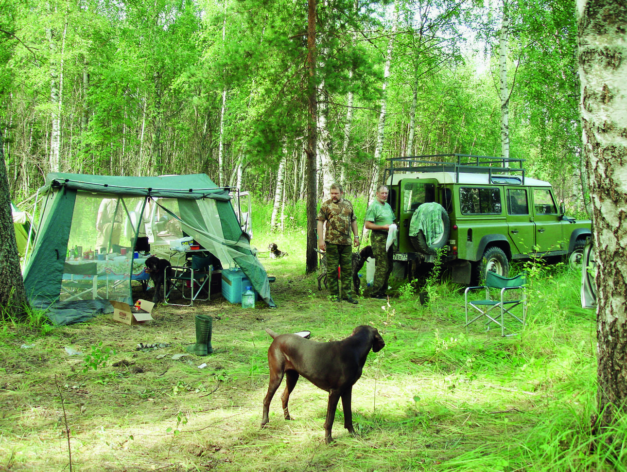 Изображение Бивак легашатников в роще на берегах Мологи. Фото автора.