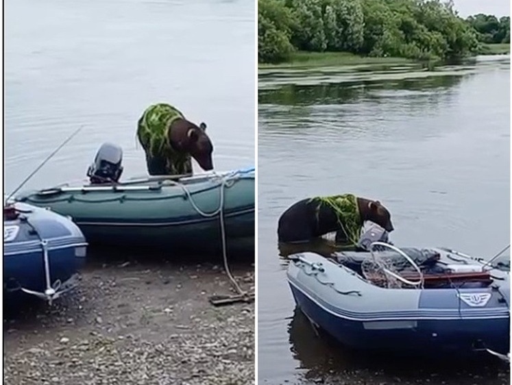 Изображение На Камчатке мишка в шали из водорослей пришел за свежим уловом