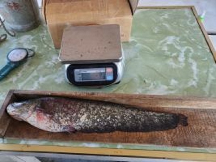 Изображение В зарастающей дельте Волги сазан чувствует себя хорошо