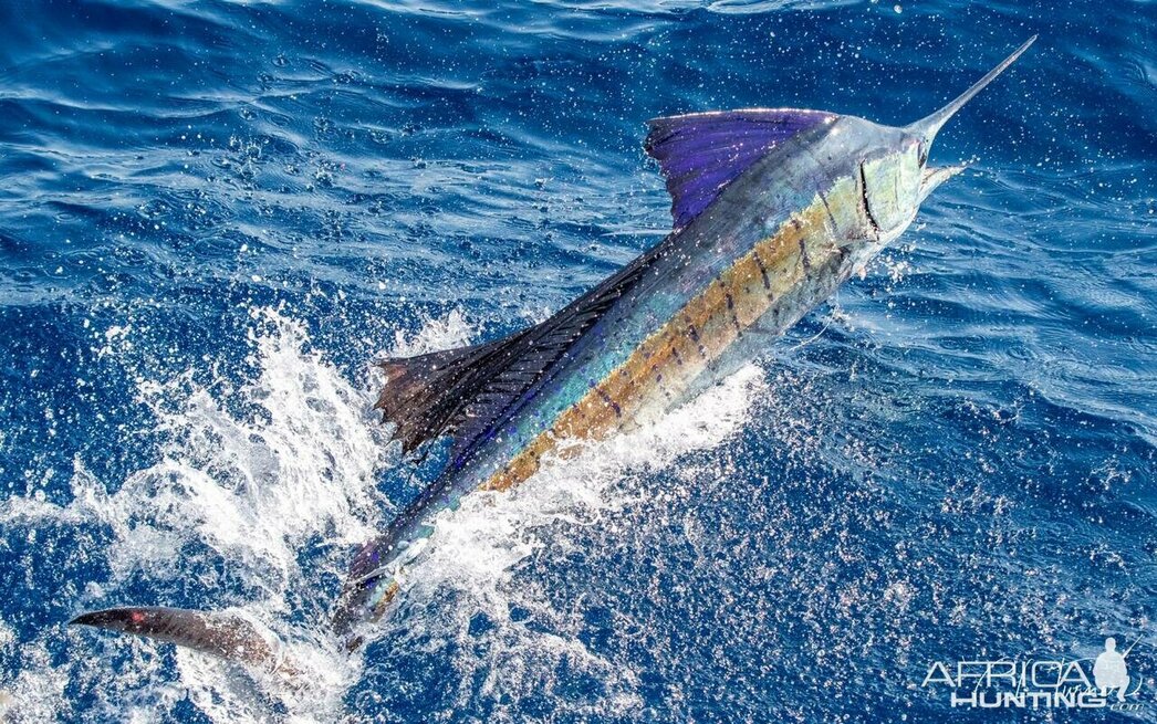 Изображение Фото: africahunting.com