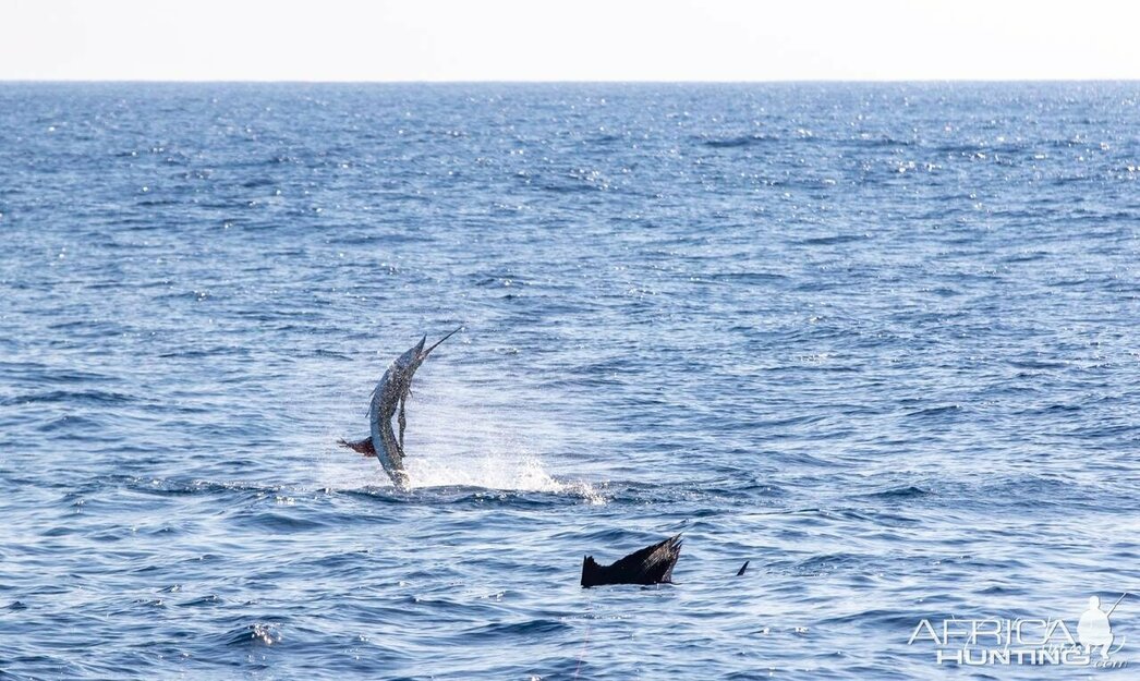 Изображение Фото: africahunting.com