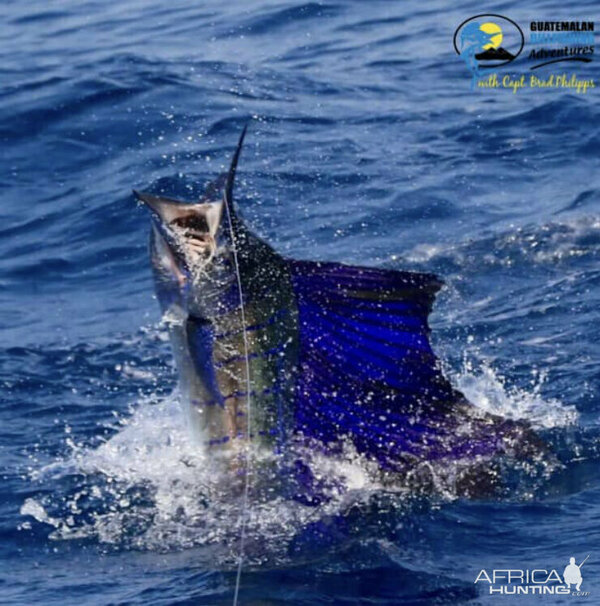 Изображение Фото: africahunting.com