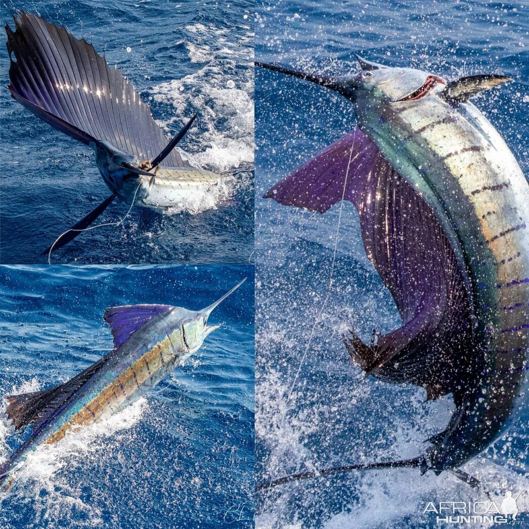 Изображение Фото: africahunting.com