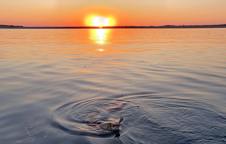 Изображение Вечерние часы – самые продуктивные по белому хищнику. Фото: Коломийца Алексея.