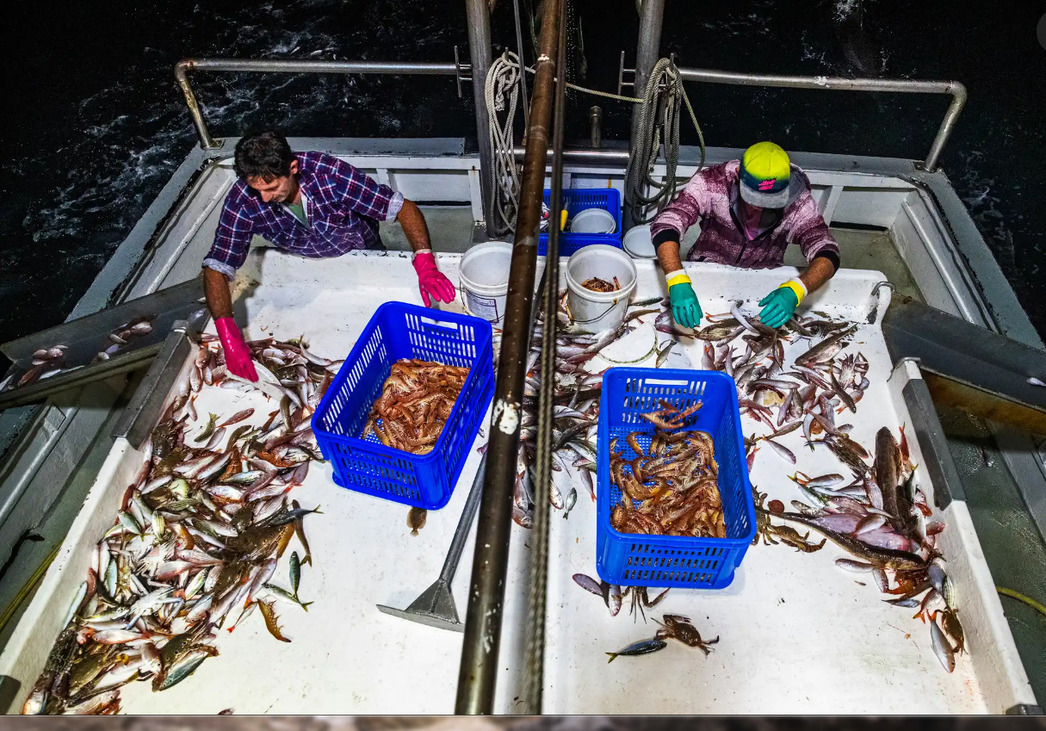 Изображение Фото: Theguardian.com/australia-news
