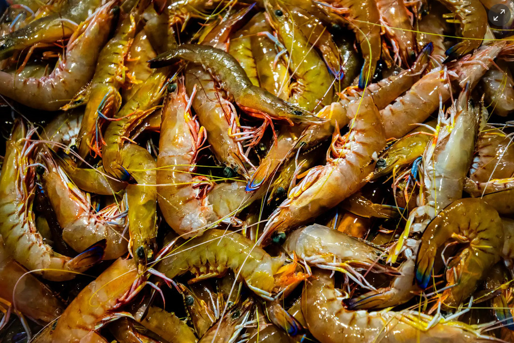 Изображение Фото: Theguardian.com/australia-news