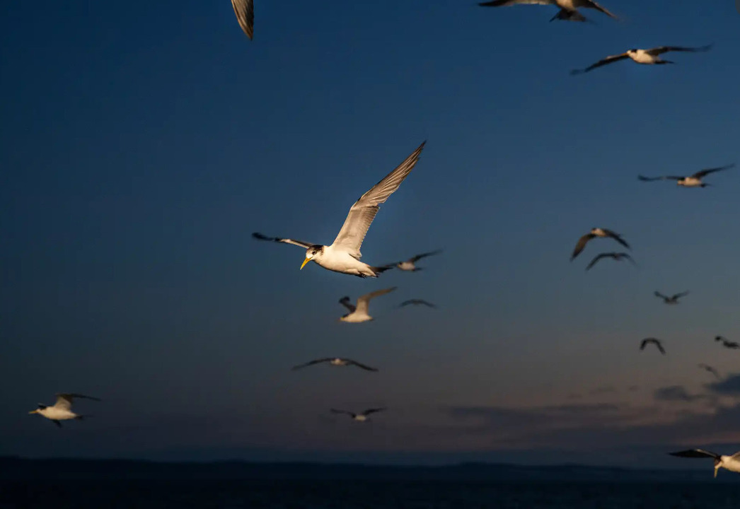 Изображение Кроме креветок в сеть попадает много прилова, его выбрасывают в море. Чайки летят за кораблем, ожидая сброса рыбы.

Такие траулеры на востоке Квинсленда вылавливают ежегодно примерно 25 000 тонн, обратно выбрасывают 20 000 тонн. 

Капитан Бергхольц говорит, что на лов выходит все меньше судов. Бизнес становится менее прибыльным из-за роста стоимости топлива, ужесточения требований к ловцам, усиления конкуренции. Дикие креветки, считает Роберт, полезнее и чище выращенных на ферме. Он ловит их больше 30 лет, но планирует уходить из бизнеса из-за низкой рентабельности, пишет Guardian.