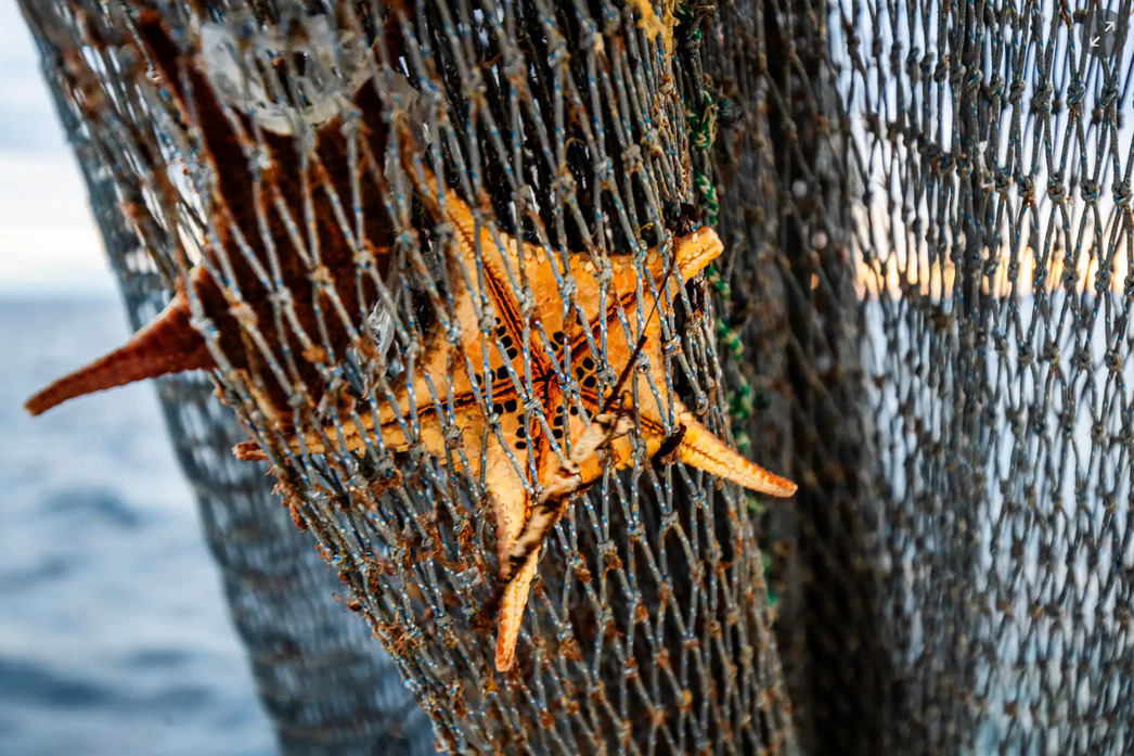 Изображение Фото: Theguardian.com/australia-news