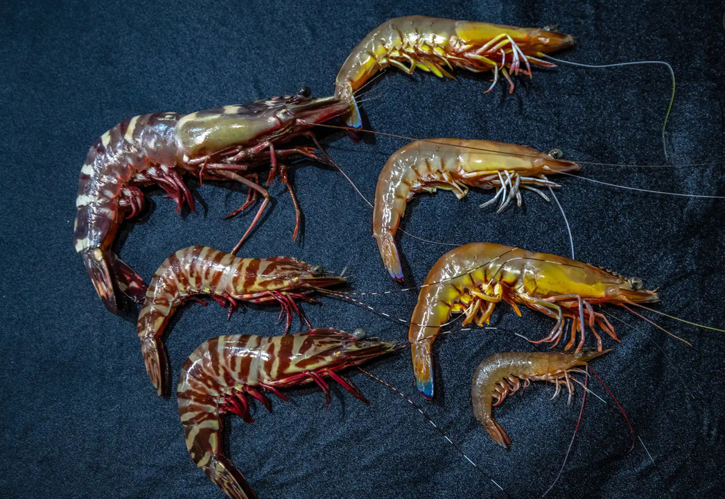 Изображение Фото: Theguardian.com/australia-news