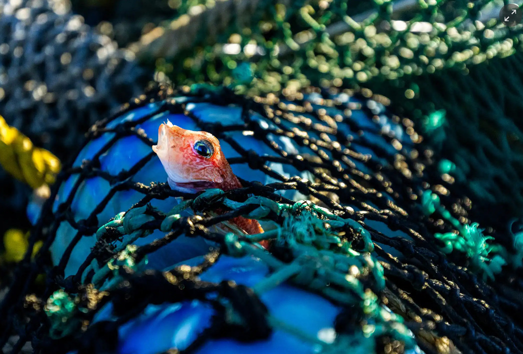 Изображение Фото: Theguardian.com/australia-news