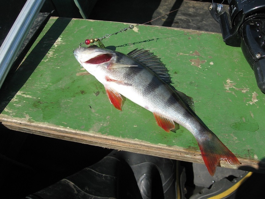 Изображение Фото: Токарева Александра.