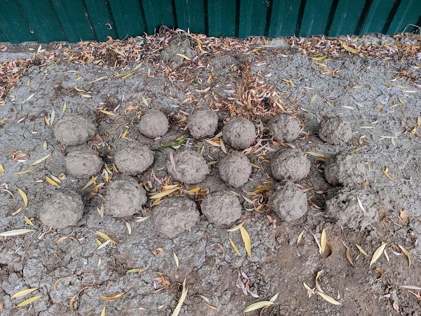 Изображение Шары с забродившей кукурузой. Фото: Трембицкого Алексея.