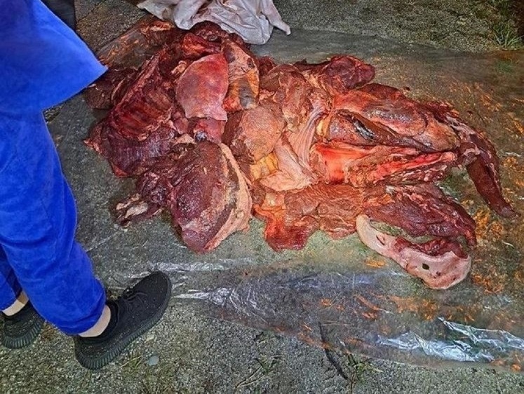 Изображение В Амурской области остановили набитый мясом лосей автомобиль (фото)