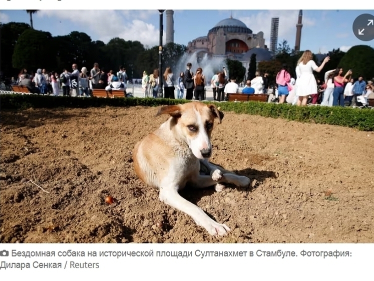 Изображение Руки прочь — в Стамбуле протестуют против отлова 4 млн  уличных собак