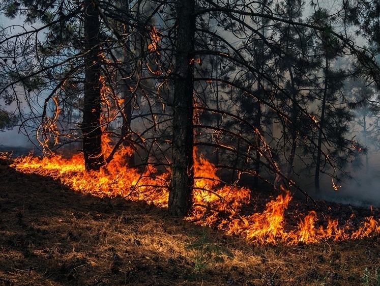 Изображение Во Владимирской области из-за лесных пожаров запрещен любой вид охоты