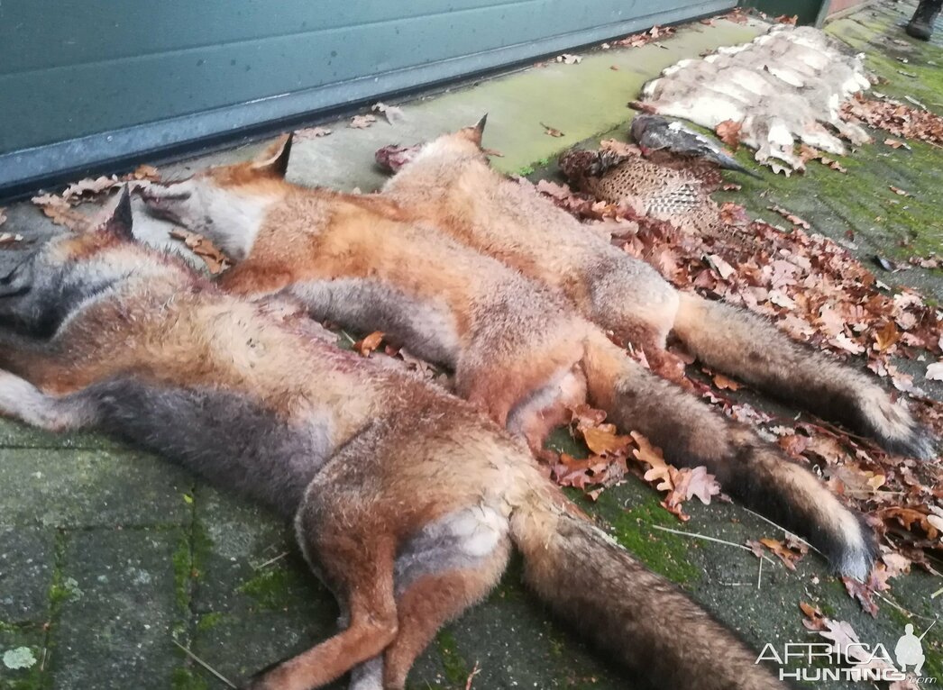 Изображение Фото: africahunting.com