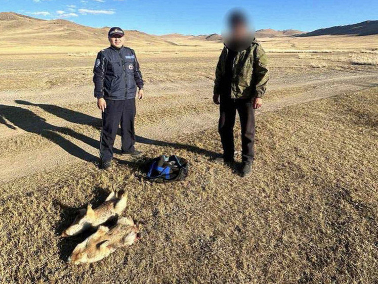 Изображение Целебная еда: в Туве задержаны мужчины с ценными монгольскими сурками