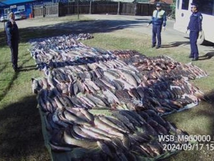Изображение В Баргузинском районе пресечен вывоз крупного браконьерского улова