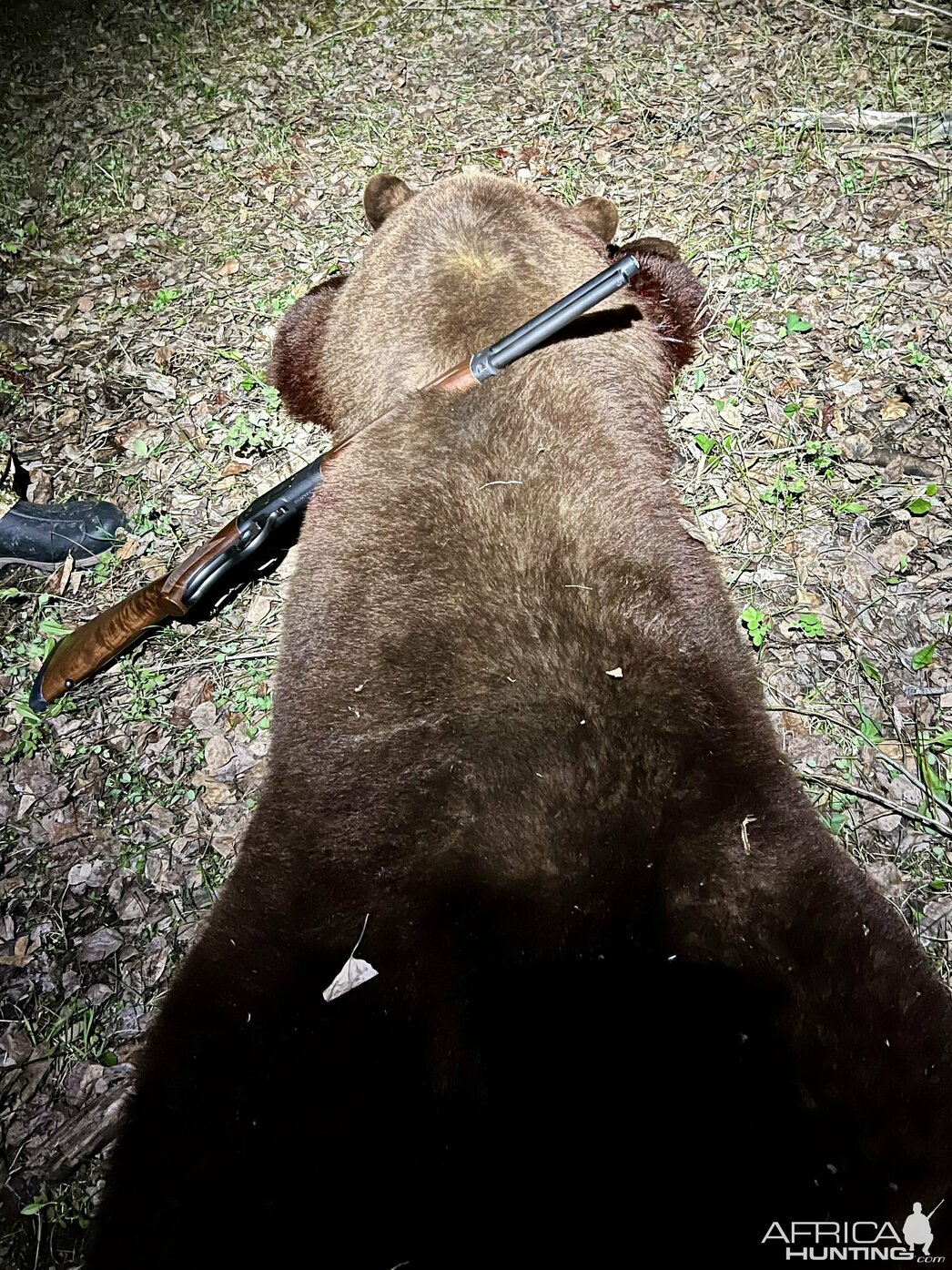 Изображение Фото: africahunting.com