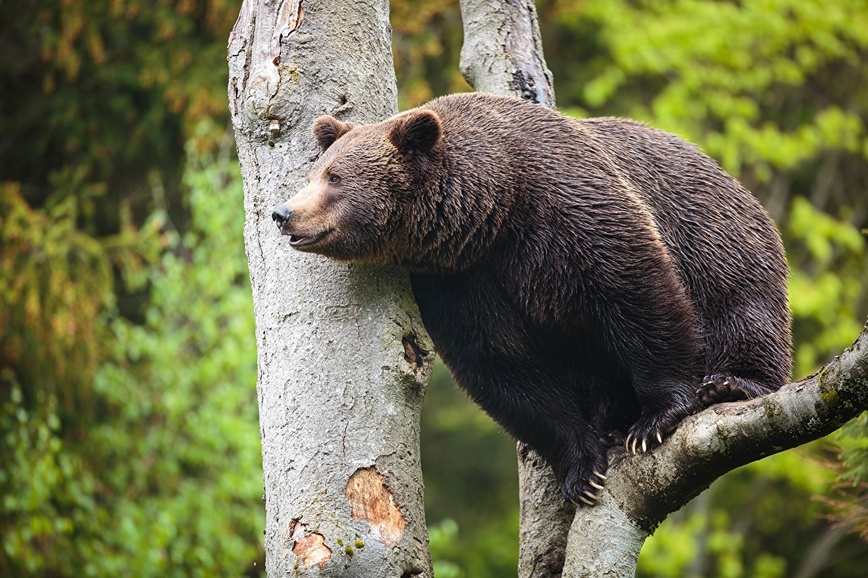 Изображение Фото: 1zoom.ru 