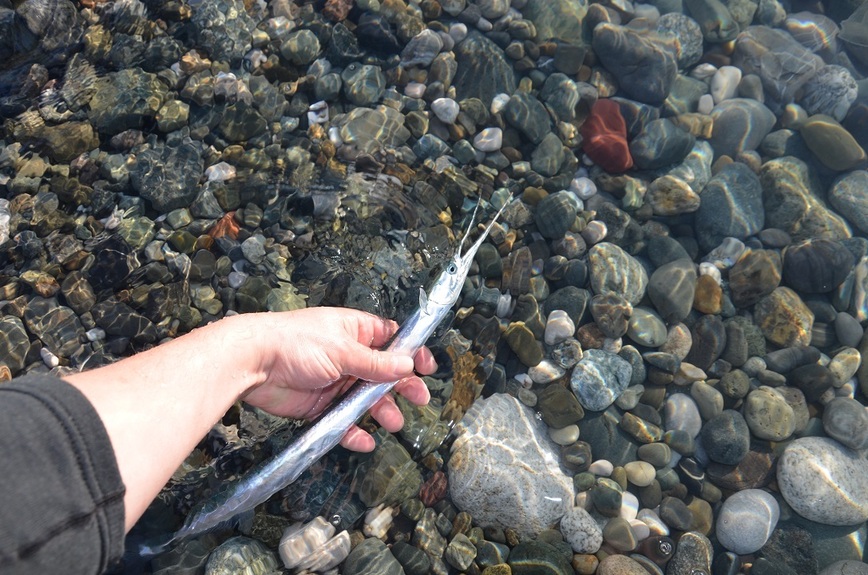 Изображение Стоит разжать пальцы, и сарган уплывет в родную стихию. Фото: Шеляга Геннадия.