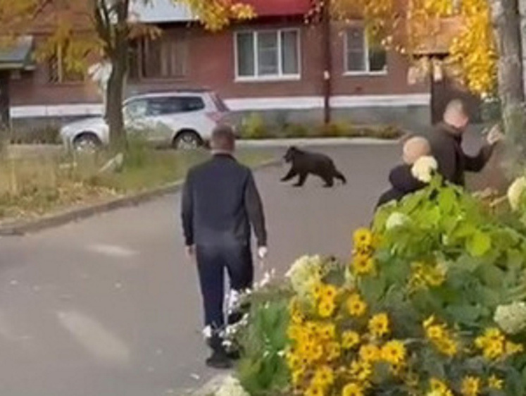 Изображение В кузбасском городе сразу три медведя носятся по жилым дворам (фото)