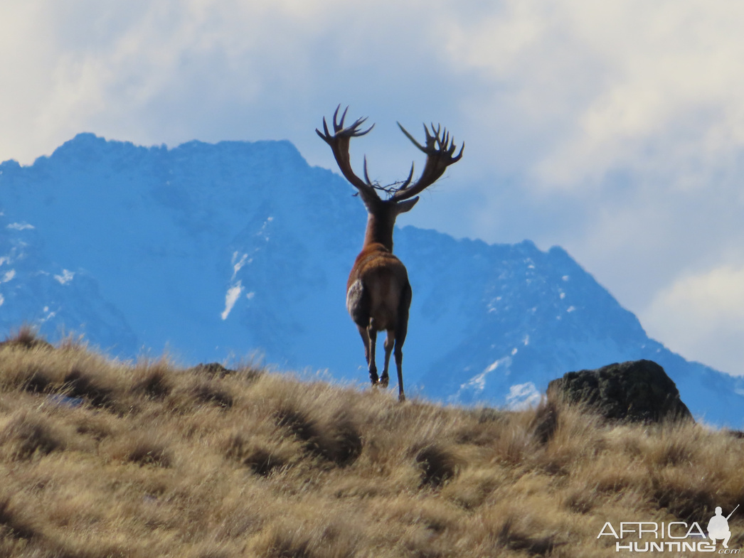 Изображение Фото: africahunting.com