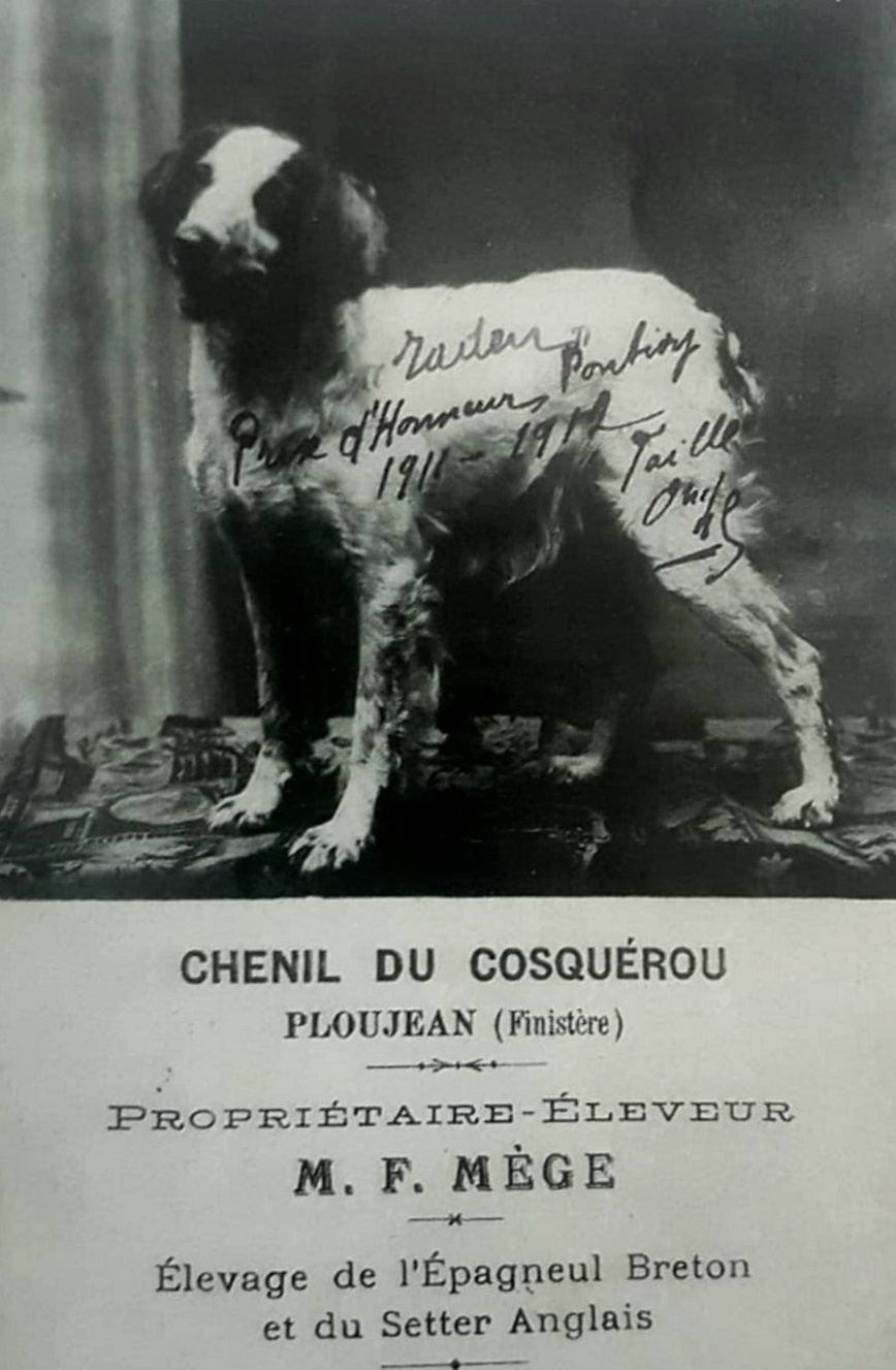 Изображение Так выглядели бретонские эпаньоли питомника du Cosquerou в 1912 году. Луи Тебо начал вывозить их в Америку с 1933 года
