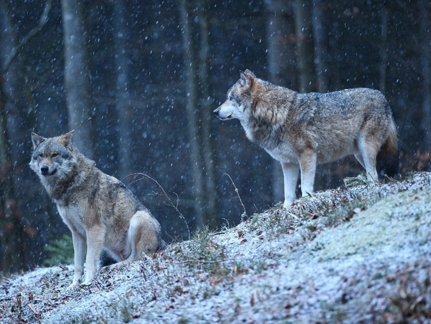 Изображение ФОТО: FREEPIK