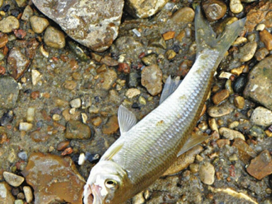 Изображение Фото автора.