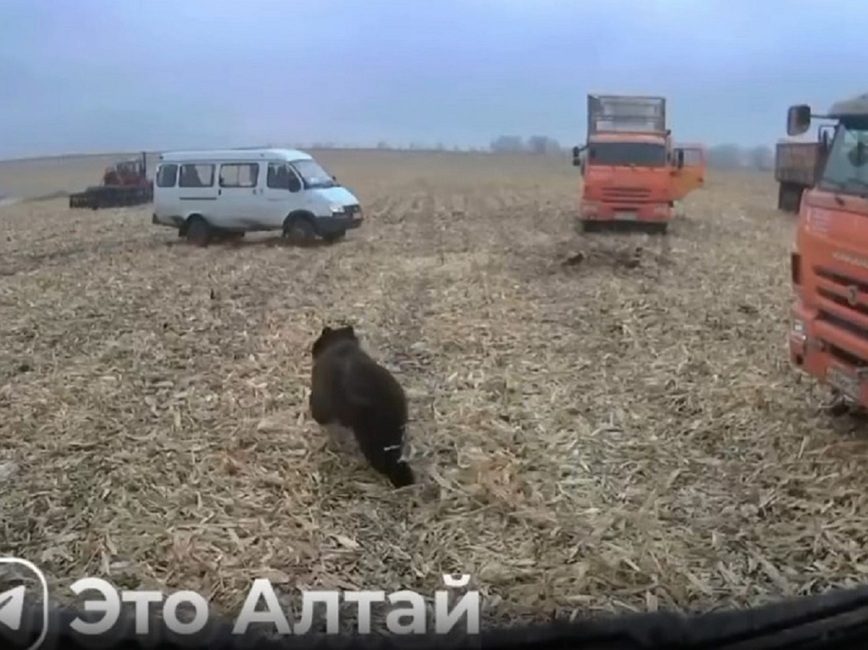 Изображение Фото: скриншот видео «Это Алтай»