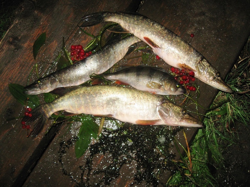 Изображение Фото: Токарева Александра.