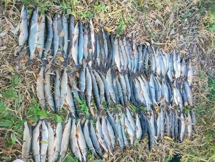 Изображение В Томской области поймали браконьера со щуками и карасями
