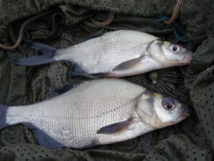 Изображение Фото: Линника Николая.