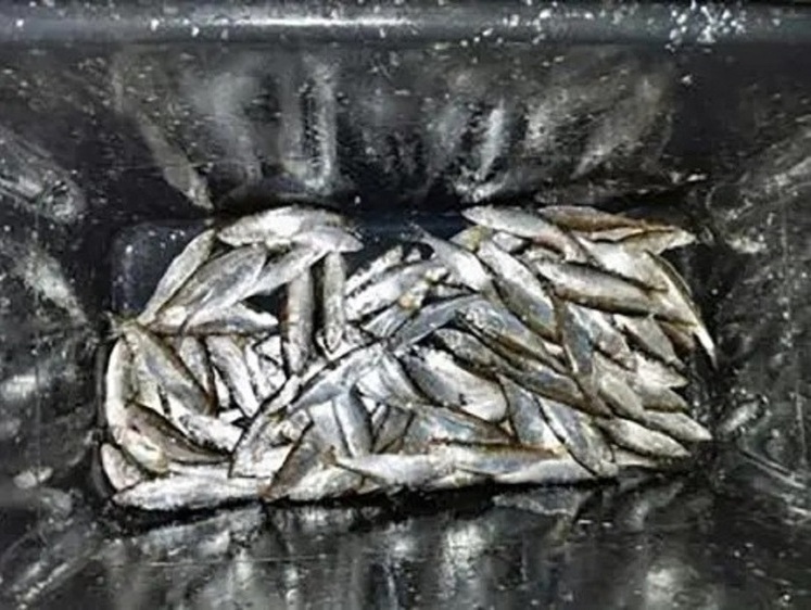 Изображение Ловля уклейки закончилась уголовным делом