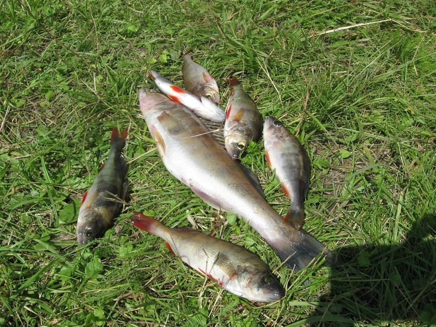 Изображение Фото автора. 