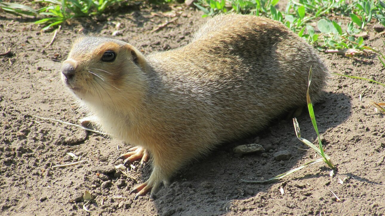Изображение Большой суслик. Фото: ru.wikipedia.org