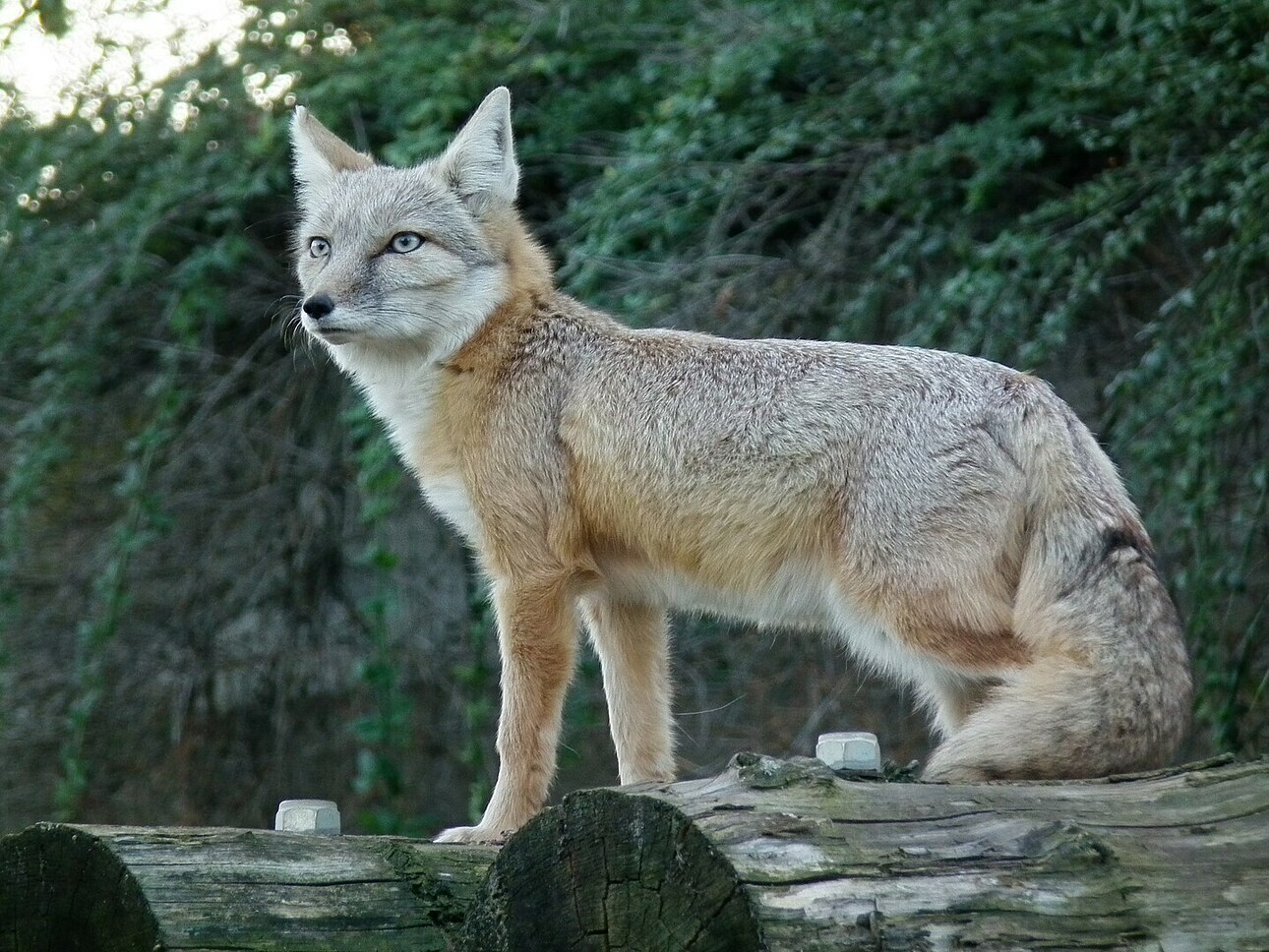 Изображение Корсак. Фото: ru.wikipedia.org