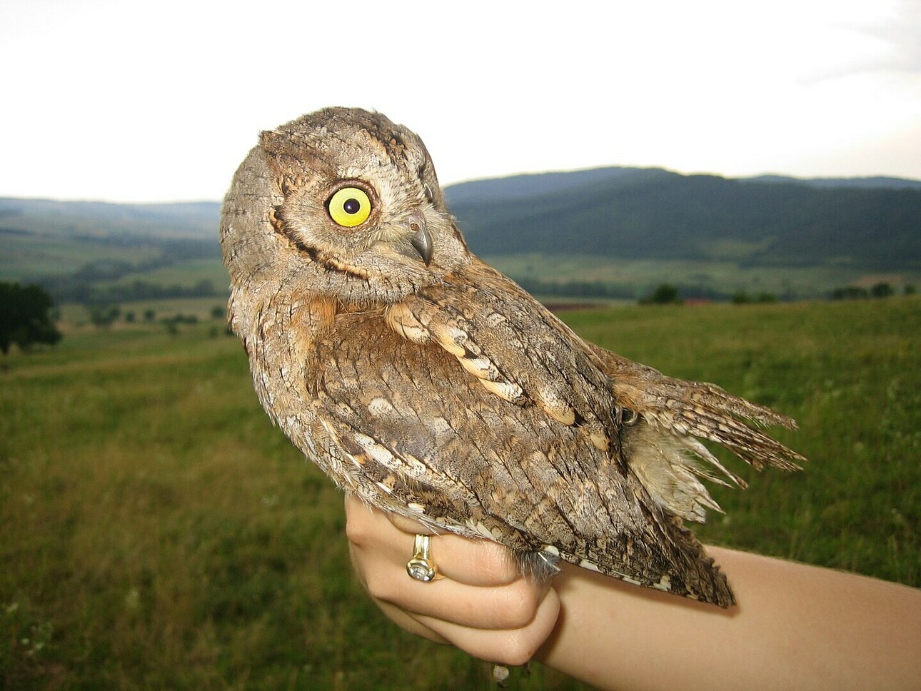 Изображение Сплюшка. Фото: ru.wikipedia.org