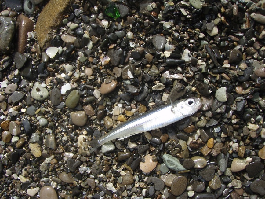 Изображение Вот так выглядит мелкая рыбка под местным названием «стекляшка», которую используют для ловли саргана. Фото: Шеляга Геннадия.