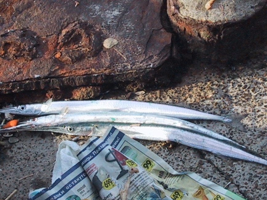 Изображение Очень даже неплохой улов и размеры рыб вполне достойные. Фото: Шеляга Геннадия.