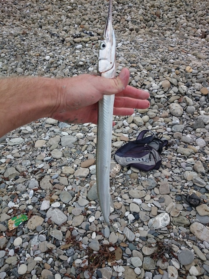 Изображение Сочинские причалы – одно из популярных мест для ловли саргана. Фото: Шеляга Геннадия.