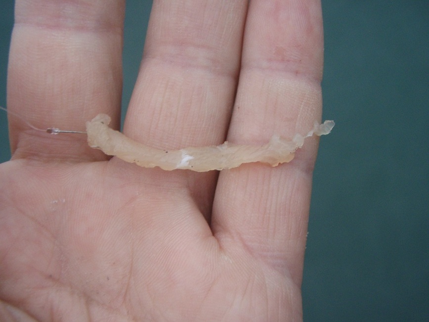 Изображение Наживка для саргана из филе куриной грудки – правильный способ насадки. Фото: Шеляга Геннадия.