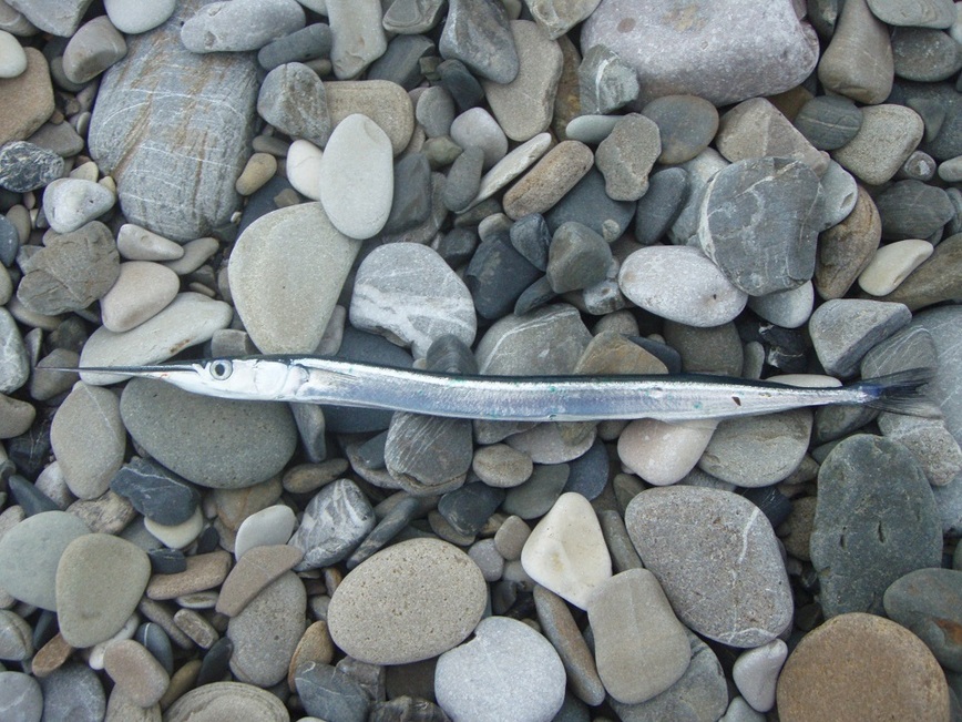 Изображение Сарган – одна из самых необычных рыб Черного моря. Фото: Шеляга Геннадия.