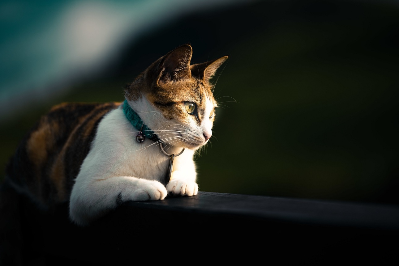 Изображение Фото: Freepik