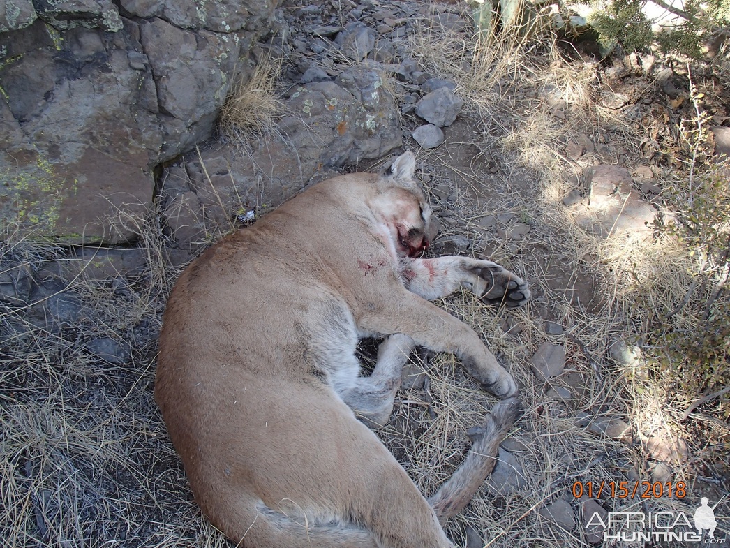 Изображение Фото: africahunting.com