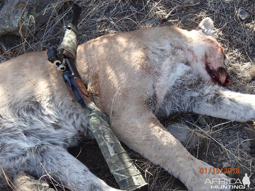 Изображение Фото: africahunting.com