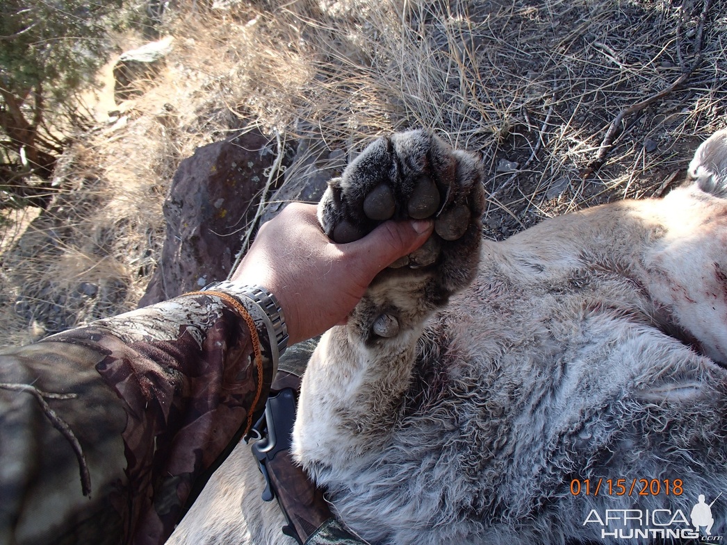 Изображение Фото: africahunting.com