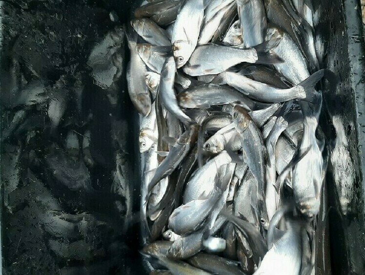 Изображение Почти полмиллиона молоди рыбы выпущено в Сурское водохранилище 